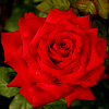 Роза чайно-гибридная Бургунд фото 1 
