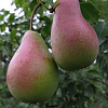 Груша плодовая Мраморная фото 3 