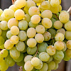 Виноград плодовый Талисман фото 3 