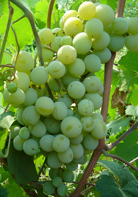 Виноград плодовый Талисман фото Виноград плодовый Талисман 