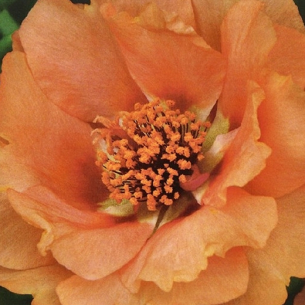 Портулак крупноцветковый Солнечная страна оранжевый фото 3 
