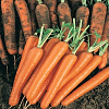 Морковь Нантская 4 фото 2 