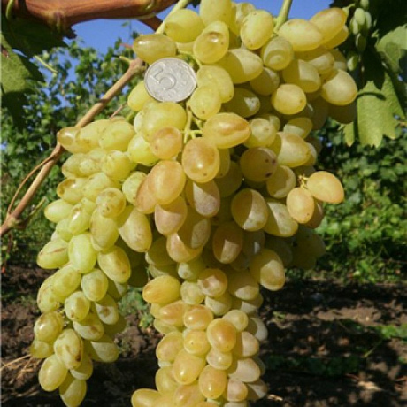 Виноград плодовый Подарок Магарача
